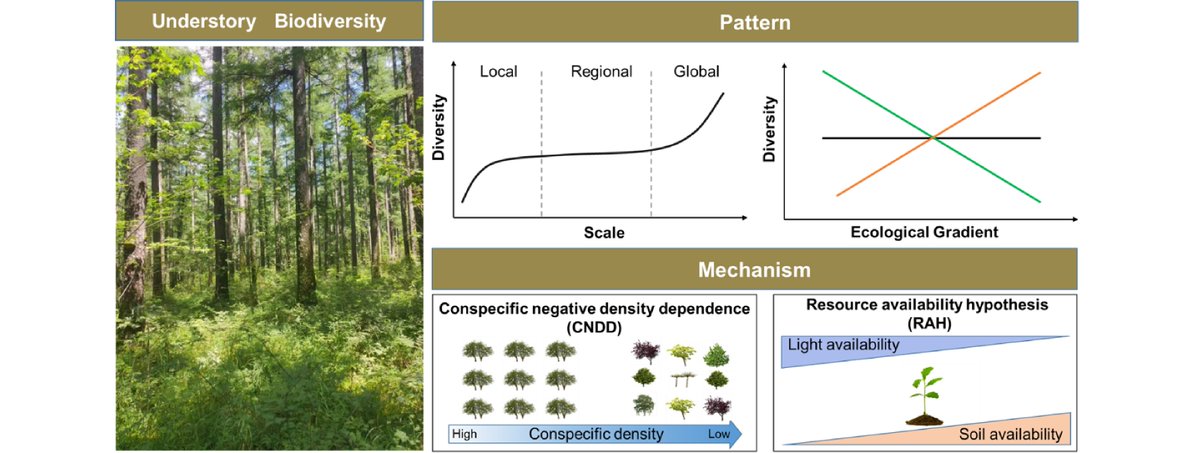 This review highlights the pivotal role of understory vegetation in forest ecosystems, emphasizing its diversity, functions, and management implications amidst global climate change. #ForestEcology #biodiversity 
@MaximumAcademic 
Details: maxapress.com/article/doi/10…