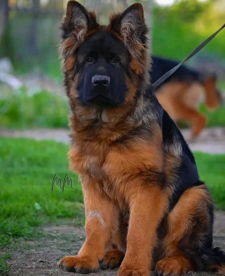German Shepherd tweet media