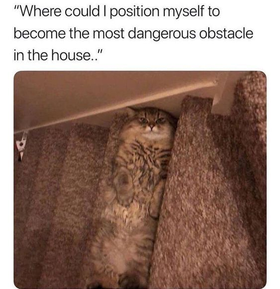 DontShowYourCat's tweet photo. https://t.co/AUXNHap1w4