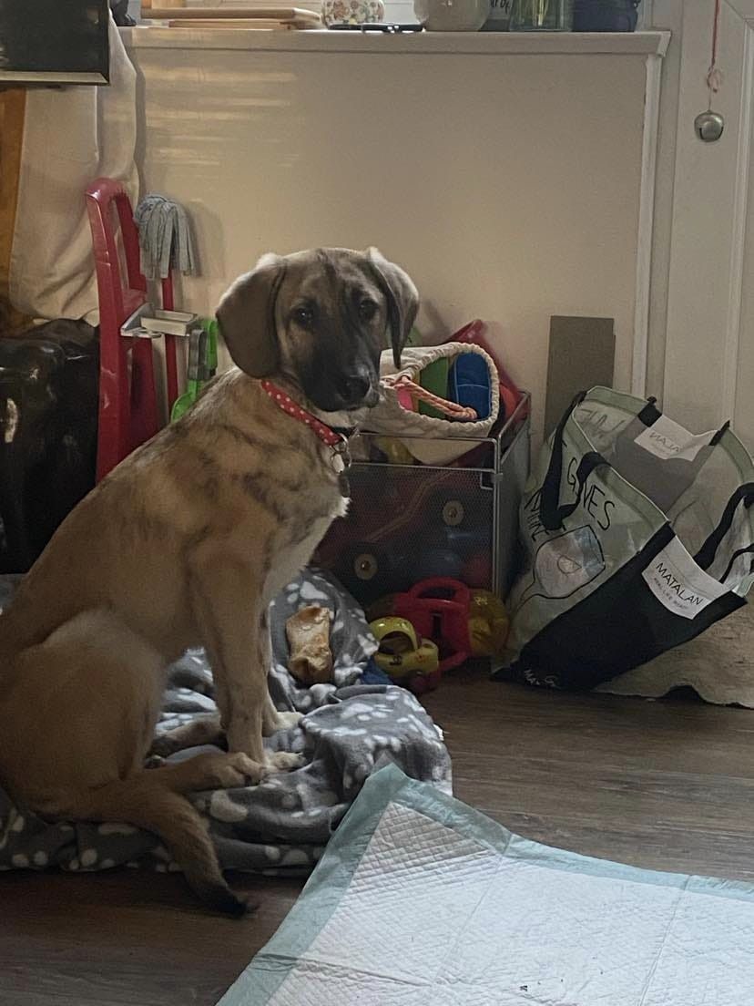 Zuma is in foster in #Coventry  Her foster says she's settled in like she's always been there. She is 5 months old, very friendly and affectionate. She loves the grandchild and no problems with sensible children. She's great with other dogs and all people
#Birmingham #Leicester