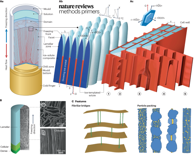 This Primer introduces the freeze casting technique, including experimental and analysis methods, with a particular focus on using X-ray tomoscopy for real-time, three-dimensional observations of the freeze-casting dynamics. go.nature.com/4dfJy8J