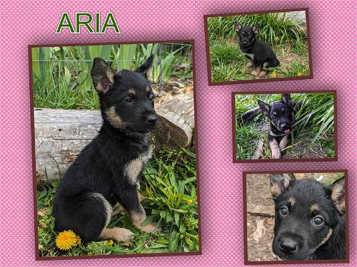 Help adorable puppy Aria find a Loving home @Penny2449 @MarkSagarin @AshiaReiki @OffTheLeashFP @MillieOTLFP @The_Animal_Team @Nightowl400 @EMluvsPibbles @irishfox1949 @FETCHDogTrainer #GermanShepherd #GSD #AdoptDontShop #TeamZay allshepherdrescue.com