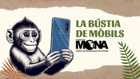 Porta el teu mòbil antic a la bústia de la FAS! 📢 📌 La @FundacioMona, que treballa per a la recuperació i la protecció dels primats rescatats, té una bústia de reciclatge de mòbils a la @UABBarcelona Llegeix la notícia a 🗞️ tuit.cat/WROQj