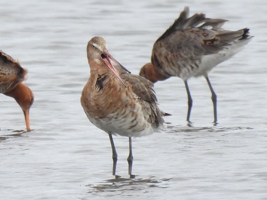 Black-tailed Godwit x11 -am- Phil Stead Hide @RSPBSaltholme @teesbirds1