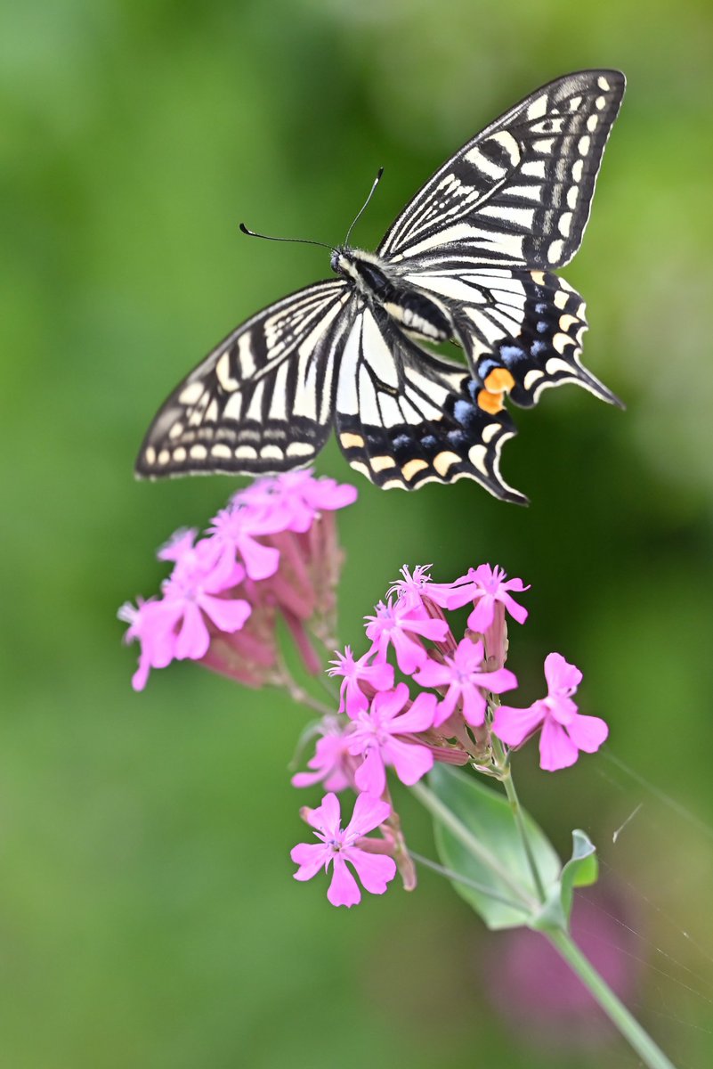 #ナミアゲハ（#アゲハ）
新鮮なナミアゲハも本当に綺麗ですね。
#Nikon #Z5 #SIGMA 150mm MACRO