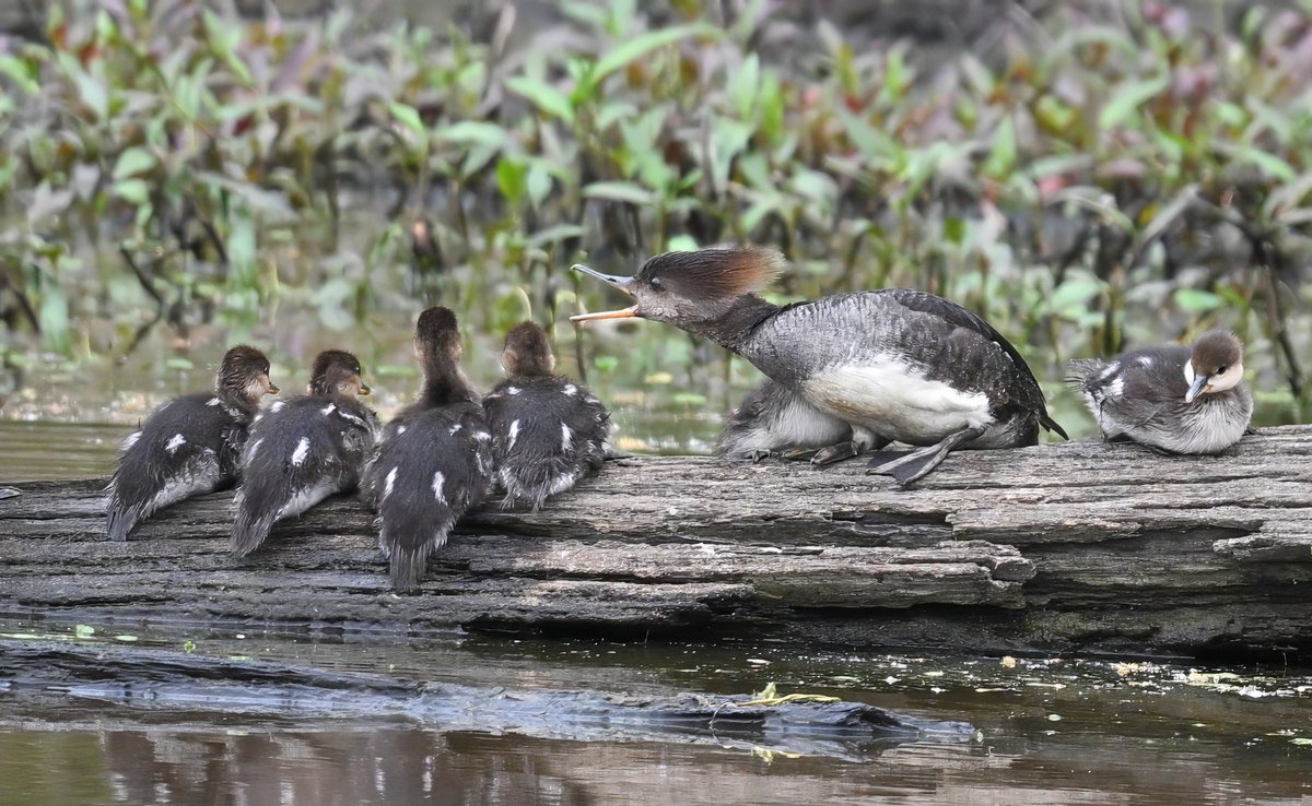 Have I made myself clear? Hooded Merganser mom appears to give an earful to her plucky kids @ Huntley Meadows Wetlands, Virginia, USA. (2024-04-19) #NaturePhotography #TwitterNatureCommunity #BBCWildlifePOTD #ThePhotoHour #IndiAves #kids #family