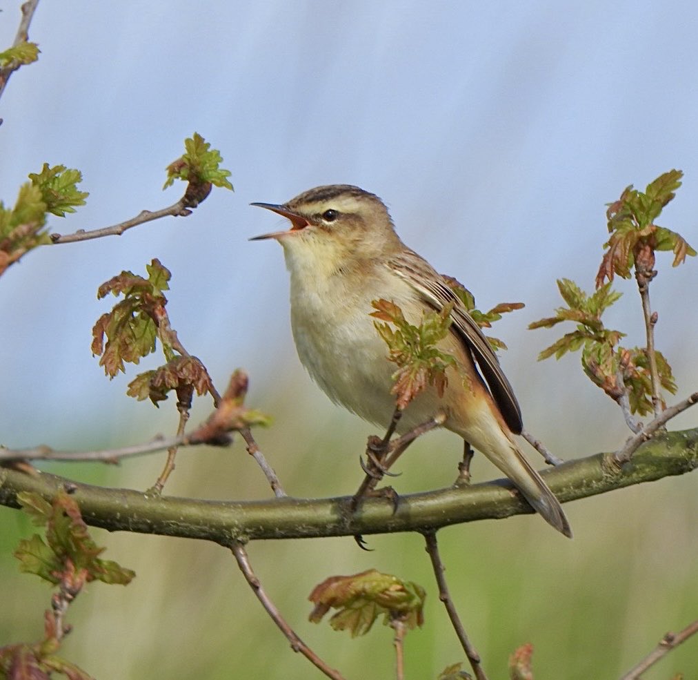 The newly arrived Sedge Warblers were belting it out like their lives depended on it this morning - love this time of year 😎 #BirdsSeenIn2024