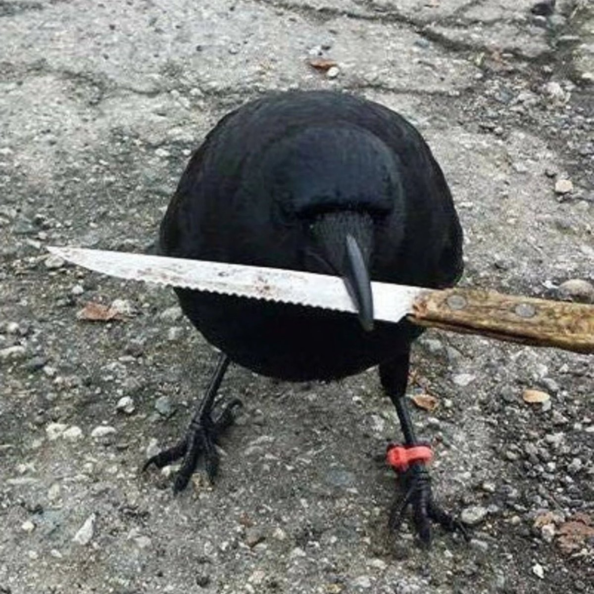 Crow with knife.