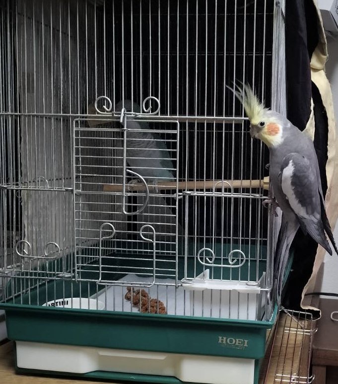 じろむぎかぼ (@jr20mg88) / Posts / X