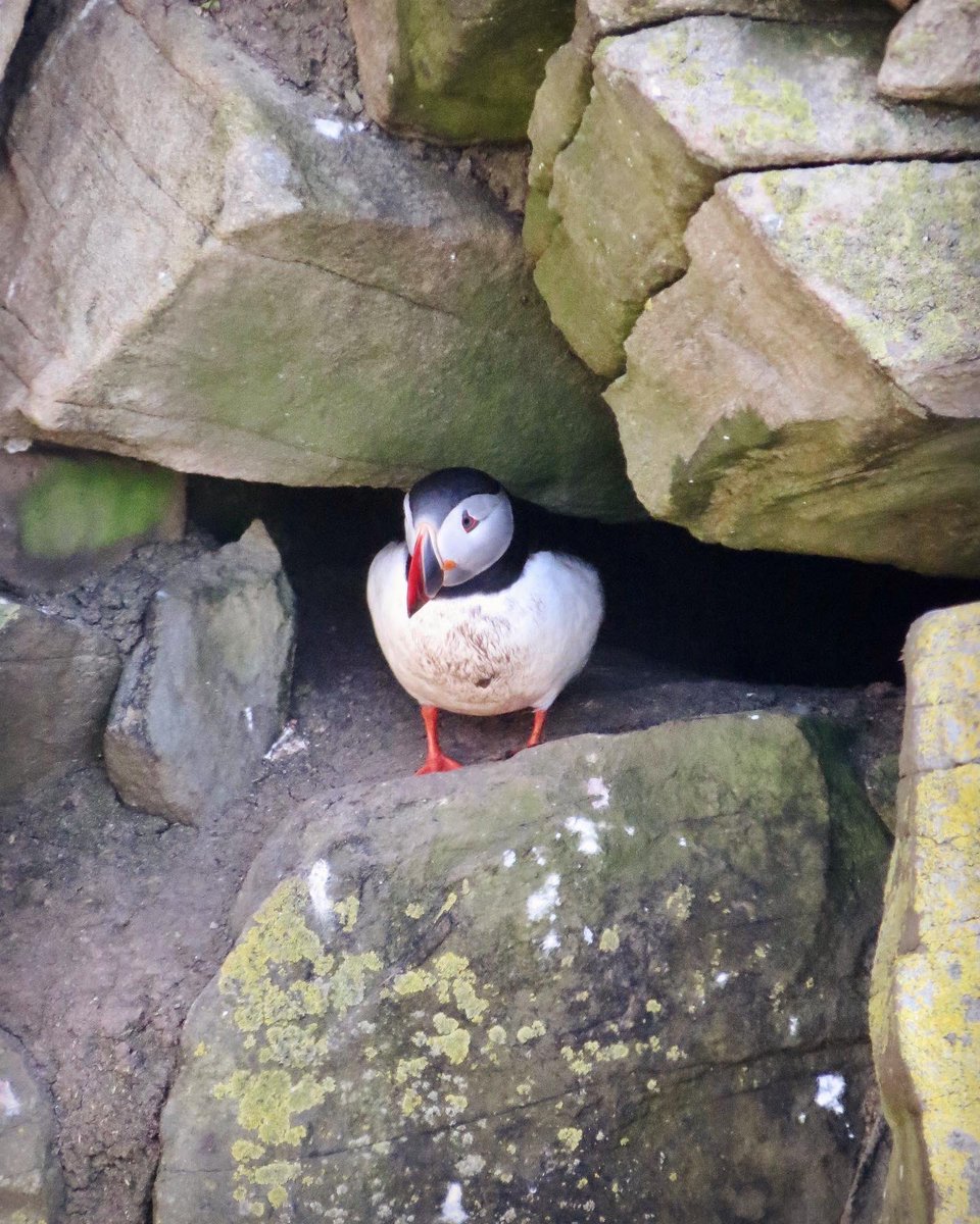 ⚡️WHAT TO LOOK FOR NOW⚡️ Muddy bellies and beaks full of grass! The Puffins at Sumburgh Head have been busy getting their burrows in order, ready for the arrival of their eggs. We’ll share all the latest news from the cliffs here!