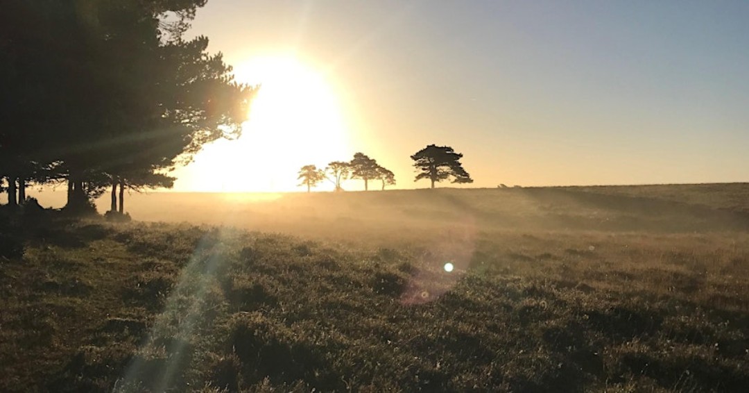 🎵 Dawn chorus walk 🎶 Few places remaining! Bank Holiday Monday 6 May. Join a #NewForest #NationalPark Authority #ranger at this magical time of day, and learn how birds use the power of song to claim territories and mates. Find out more: eventbrite.co.uk/e/dawn-chorus-… #DawnChorus