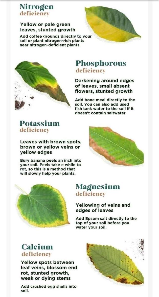 How to care for plants, based on the condition of the leaves.