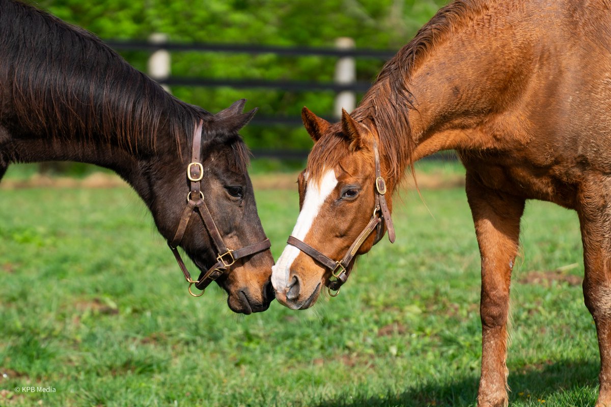 Kidnap Katie and Alpha Heat share a friendly moment at @MimsRetirement. ♥