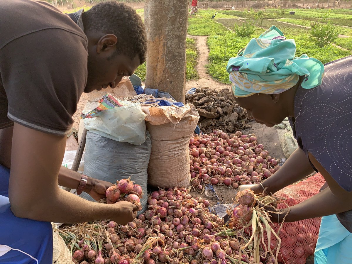 Projet AC-FAO en #Casamance : les #femmes procèdent déjà aux premières récoltes de #légumes Elles y ont cru au même titre que le #CNCR et les initiateurs du projet Action climatique féministe en Afrique de l’Ouest (#ACFAO), et le résultat est plutôt rassurant. #SUCO