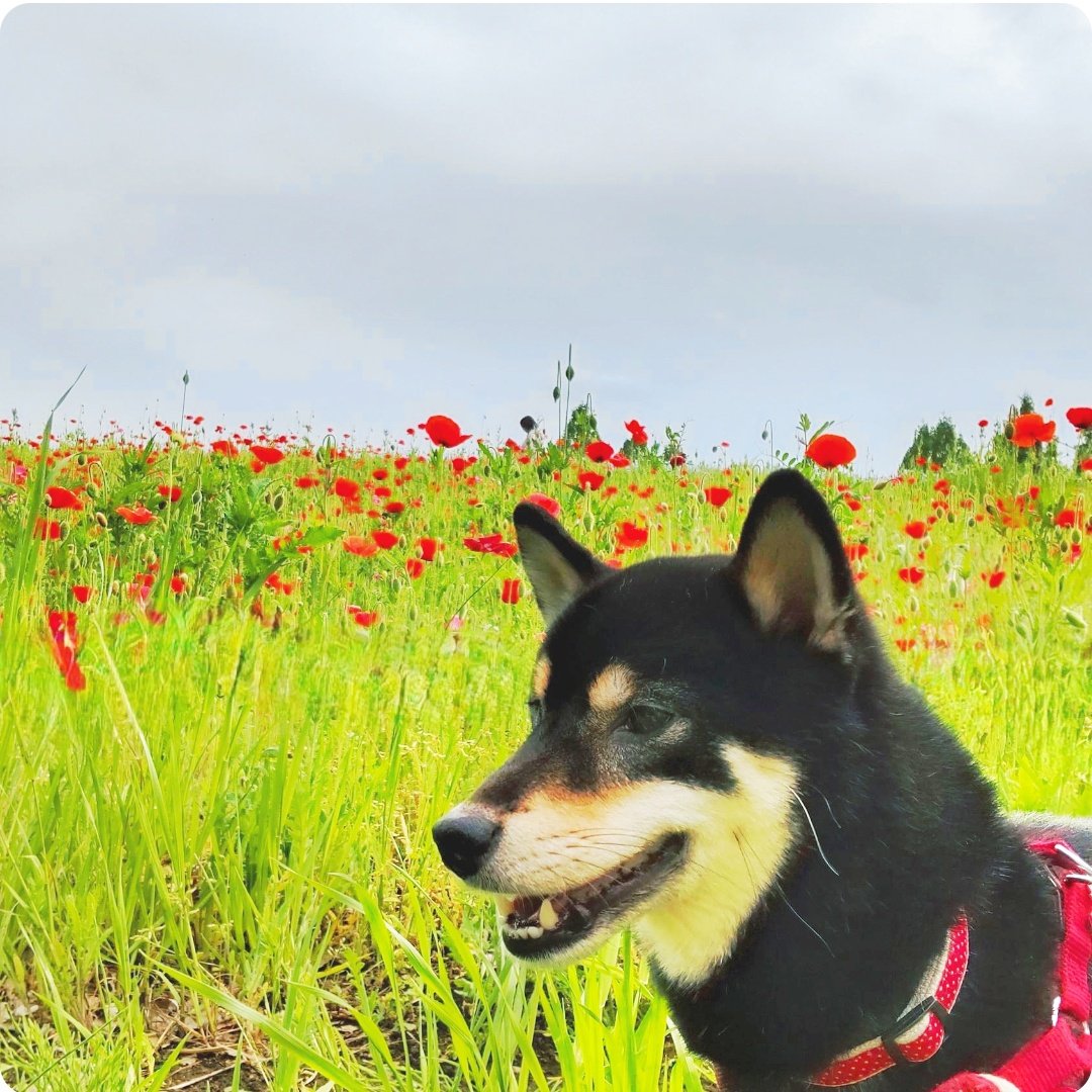 久しぶりの公園に行ったら、お花がきれいだったなのよ。

#お花柴女子くらぶ
#柴犬が好きすぎるで使っていいよ
#黒柴 #柴犬