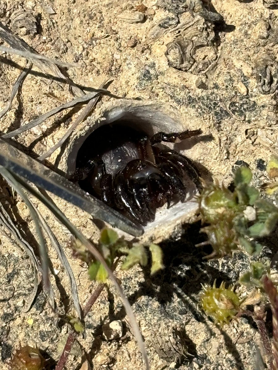 Trapdoor spider (Ummidia algarve) not being happy that I opened the lid of its retreat.