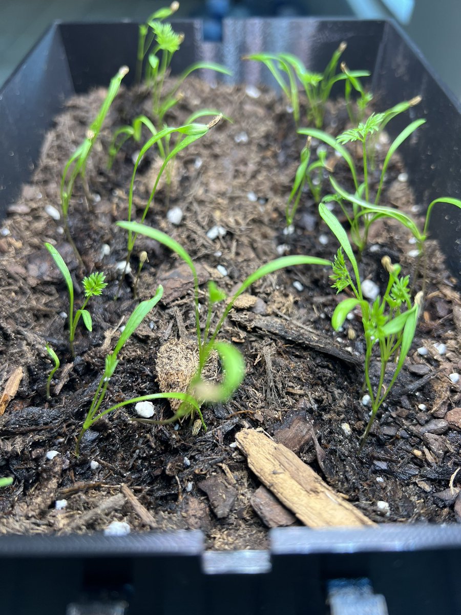 The #indoorgarden #carrots are growing like weeds. In this iteration, I did not use a hydroponic nursery to germinate the seeds and instead placed them directly into the soil. Now need to prune to leave 3-inch spacing in between.