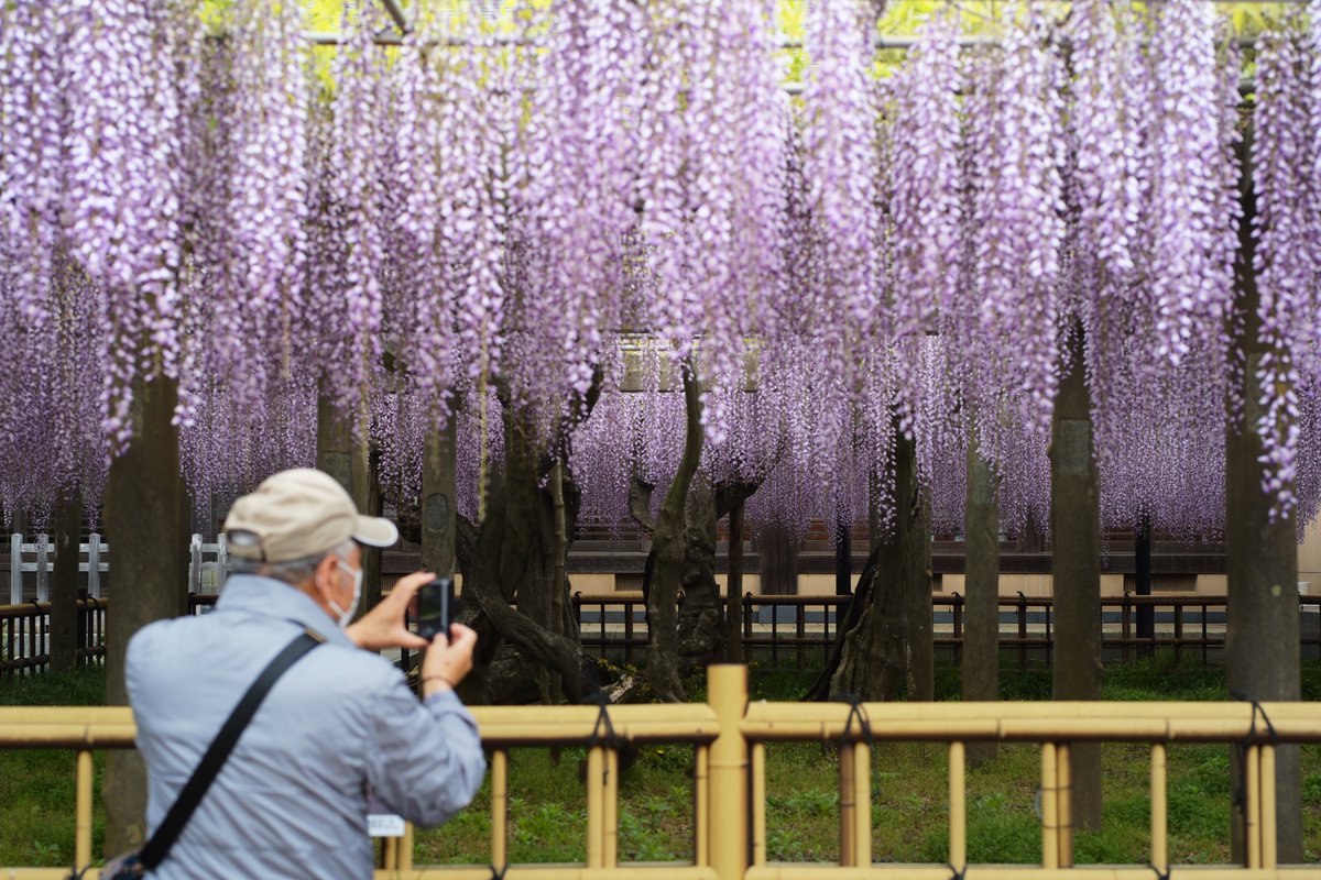 銚子駅そば、妙福寺にある臥龍の藤。立派！ 甘茶をいただいたけど本当に甘くてびっくりした。 #leica #leicam10 #voigtlander #apolanthar50mmf2aspherical