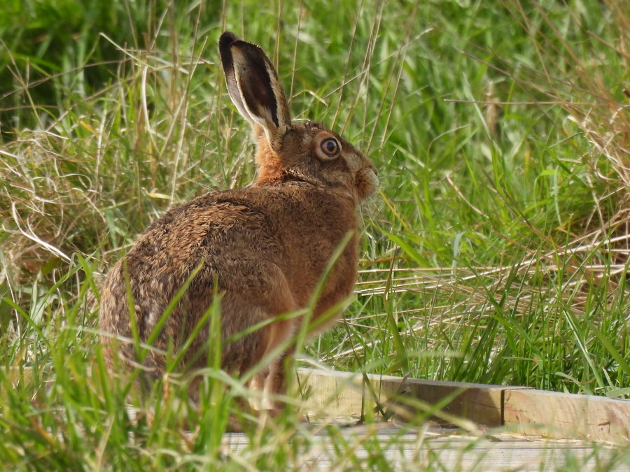 Wheatear, Little Egret (ringed locally 2016), Goldeneye, Hare -am- around Saltholme Hide @RSPBSaltholme Also Pink-footed Goose x2, White Wagtail x3, Yellow Wagtail, Little Ringed Plover x6 along path to hide. @teesbirds1