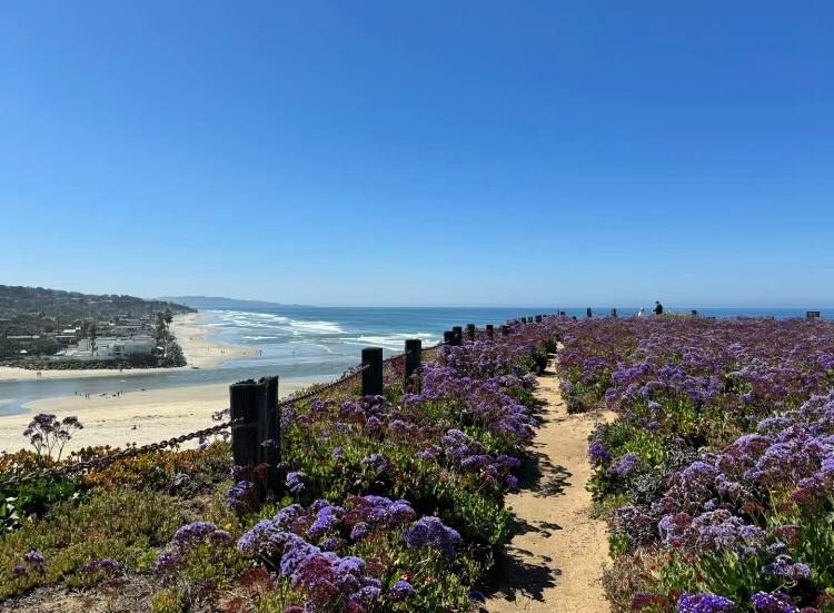 🌊🌸🪻facing the sea, the flowers bloom in spring🪻🌸🌊
#photographs #landscaping #seafront