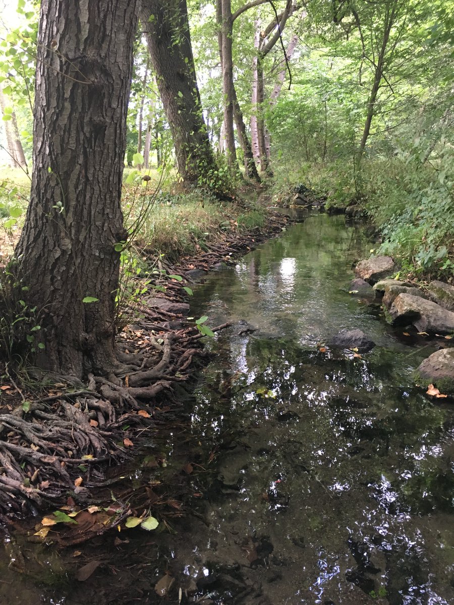 Els boscos madurs són fonamentals per a l'aigua, la biodiversitat i la resiliència davant del canvi climàtic. Protegir-los és urgent per evitar inundacions i assegurar els serveis ecosistèmics essencials. #BoscosCentenaris #Sostenibilitat  #Selvans #Biodiversitat 🌲💧🌍