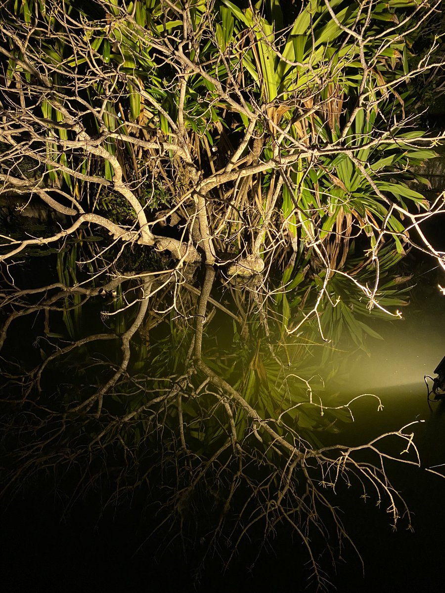 南国の夜🌴
水面に映るプルメリアの木がすごい。