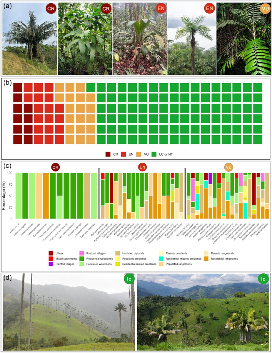 Diversity and #conservation status of #palms (Arecaceae) in two hotspots of #biodiversity in Colombia and Ecuador Thomas L. P. Couvreur and Nayeli Jijon, et al. Abstract also available in 🇪🇸 📖 ow.ly/J2Fi50RmeC3 @wileyplantsci