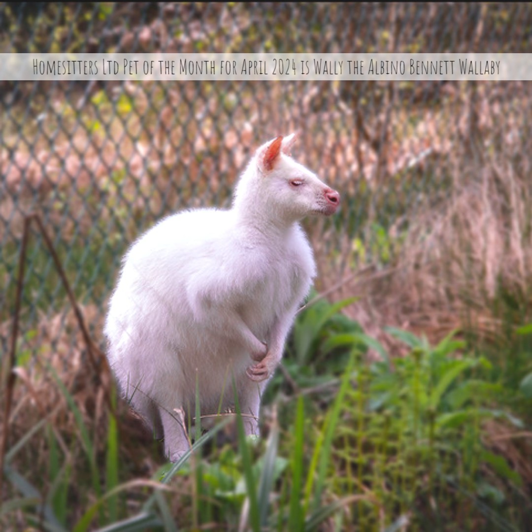 Homesitters Ltd Pet of the Month for April 2024 is Wally the Albino Bennett Wallaby. 

To have your pet featured as Homesitters Ltd Pet of the Month, please email admin@homesitters.co.uk. 

#homesittersltd #Wallaby #Albino #AlbinoWallaby #AlbinoBennettWallaby #PetOfTheMonth #Pet