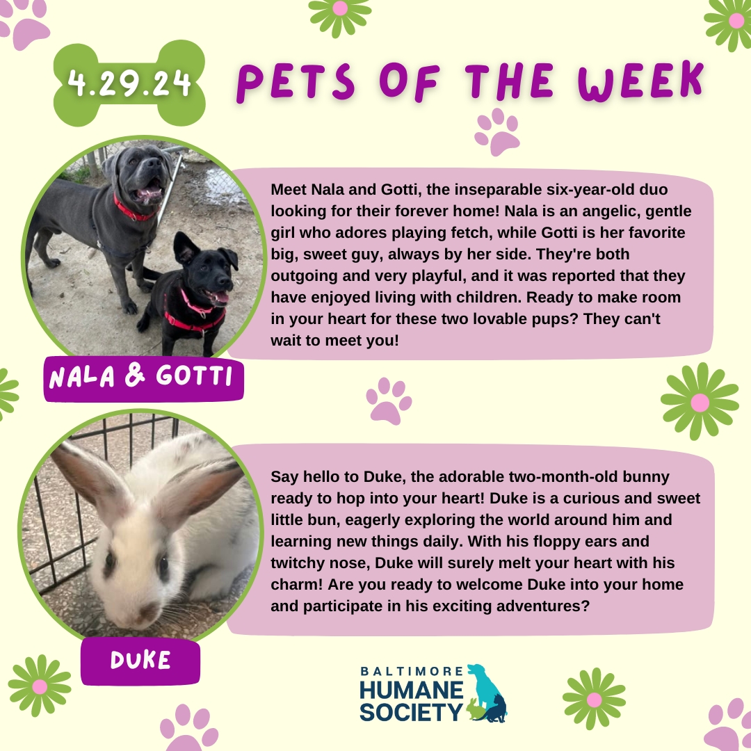 Introducing the adorable #PetsoftheWeek: Duke the bunbun and the bonded pair of pups Nala and Gotti! These cuties have captured our hearts with their affectionate behavior and adorable personalities. 💕

bmorehumane.org/adopt

#BmoreHumane #animalshelter #baltimore #rescuedog