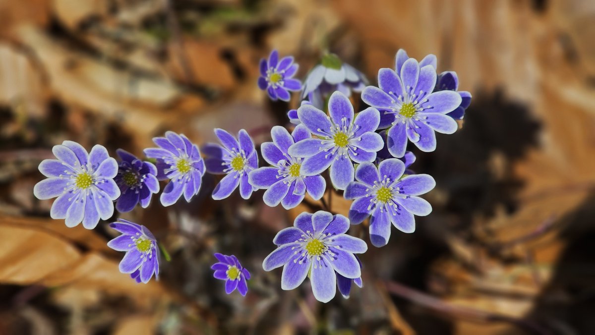 PhotosbyNanci's tweet image. WFLD Weekly 4/29. 
-Green Up Day 5/4
-Herrick&apos;s Cove Wildlife Fest 5/5
-Zack&apos;s Place Peter Pan 5/8
-Beauty and the Beast Jr. photos
-Newsies Jr. photos
-Villagers opens for the season
Local and regional news and lots more.
photosbynanci.blogspot.com/2024/04/weathe…

#weathersfieldvt