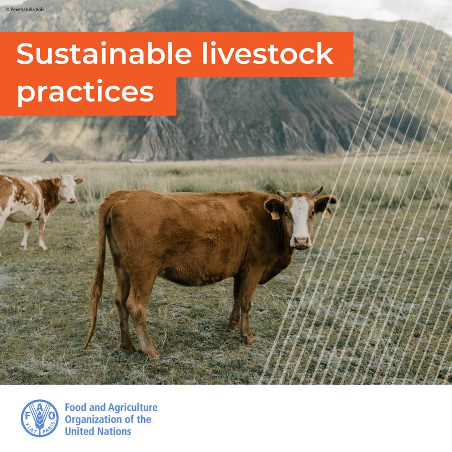 📢 #Biodiversity is key to agriculture and human well-being, but it's declining. And livestock is contributing to this.🐂🌎🌺

More sustainable livestock practices can help reduce biodiversity loss and restore our ecosystems.
➡️ bit.ly/3LTfBx3

#FAOLEAP @FAOLivestock