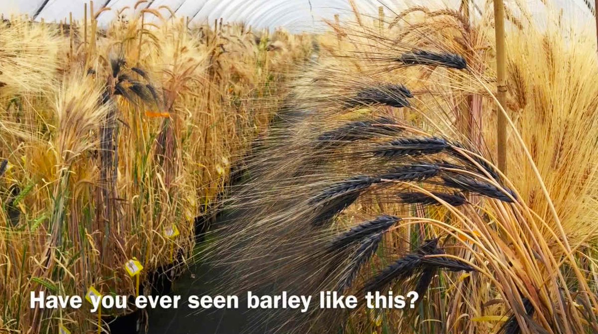 🧬🔬🌾🧑‍🎓💚🧑‍🌾📈🌾
RT: The International Barley Hub 
➡️platform for the translation of #barley research into economic, social, environmental & commercial impacts for the #breeding, farming, malting, #brewing, feed, food & health.
#plantbreeding #food #beer
➡️barleyhub.org