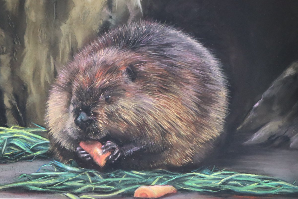 YuukiRui's tweet photo. #パステル #パステル画 #pastel #illustration 
#ビーバー #beaver https://t.co/nk14XloiD6