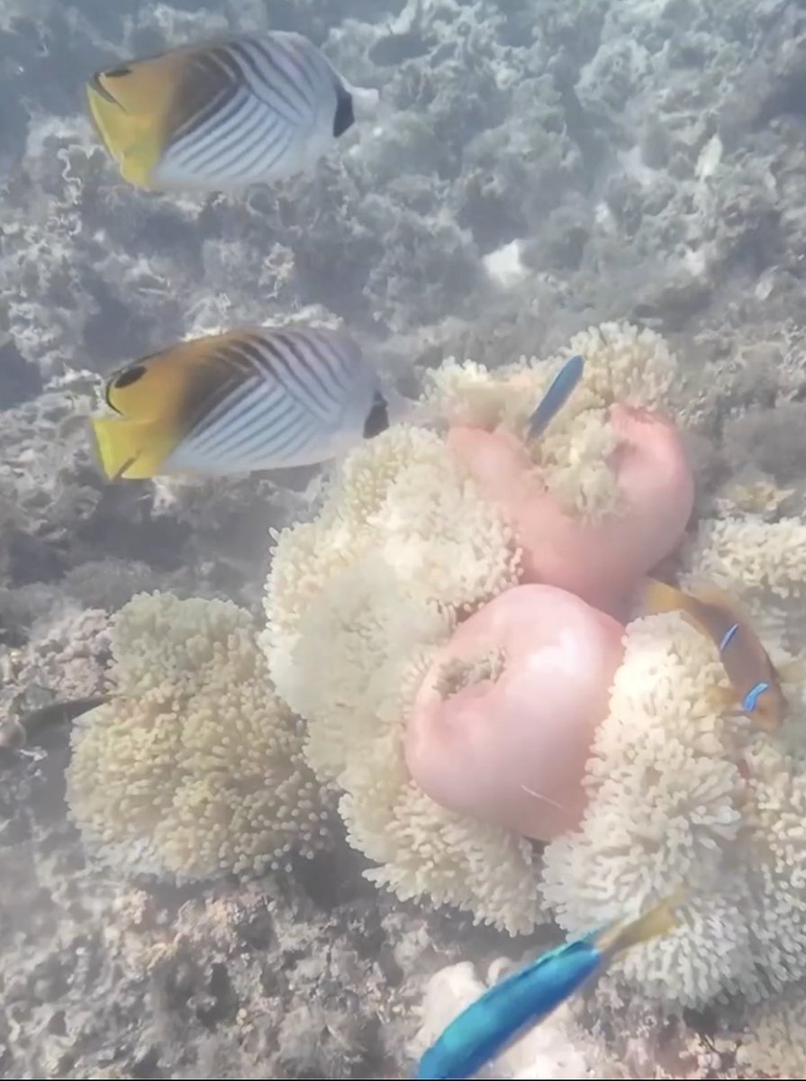 shumilsson's tweet photo. タヒチでシュノーケルしたよ！
お魚いっぱい！

https://t.co/yqOQuIRAVe https://t.co/k78OXkHgRT