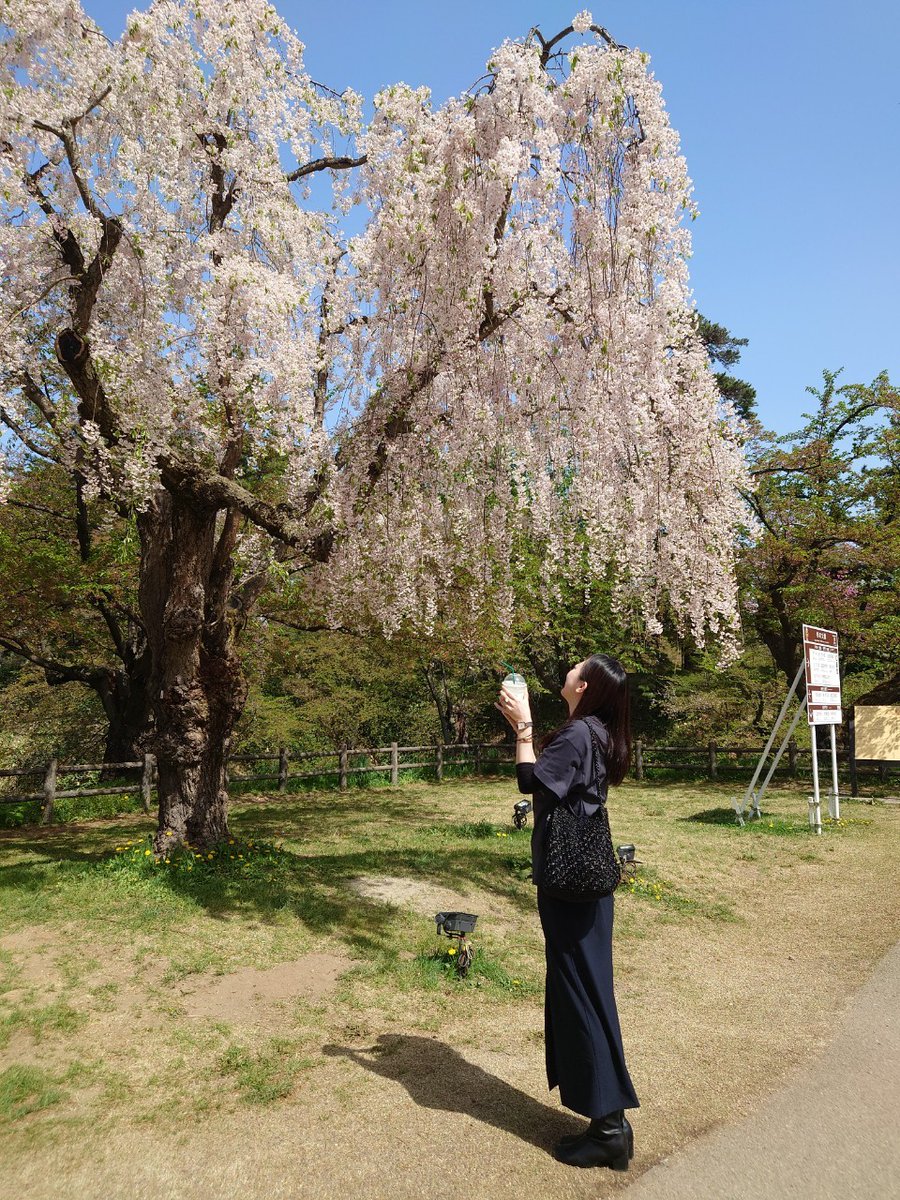 青森お花見カーリングに参加してきました🌸 3連敗でしたが色んな強豪ファミリーと試合できて楽しかったです！ 宴会の写真はヘベレケで自粛🥹 話しかけてくださった方、楽しい大会をつくってくださる運営の方々、ありがとうございました🍎