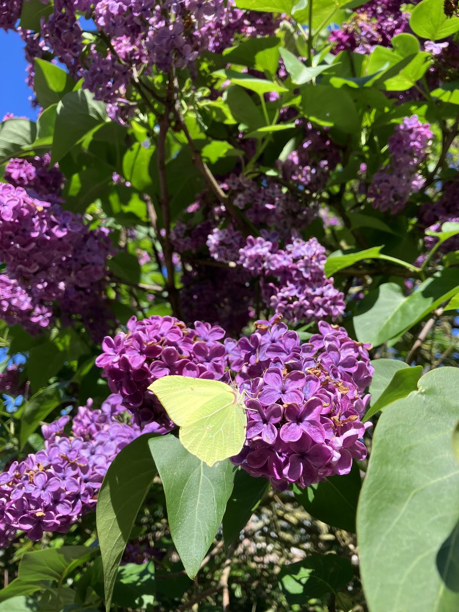 Citroenvlinder 🦋op roze sering 🤩#natuurfotografie #oosterhout #vlinderfotografie