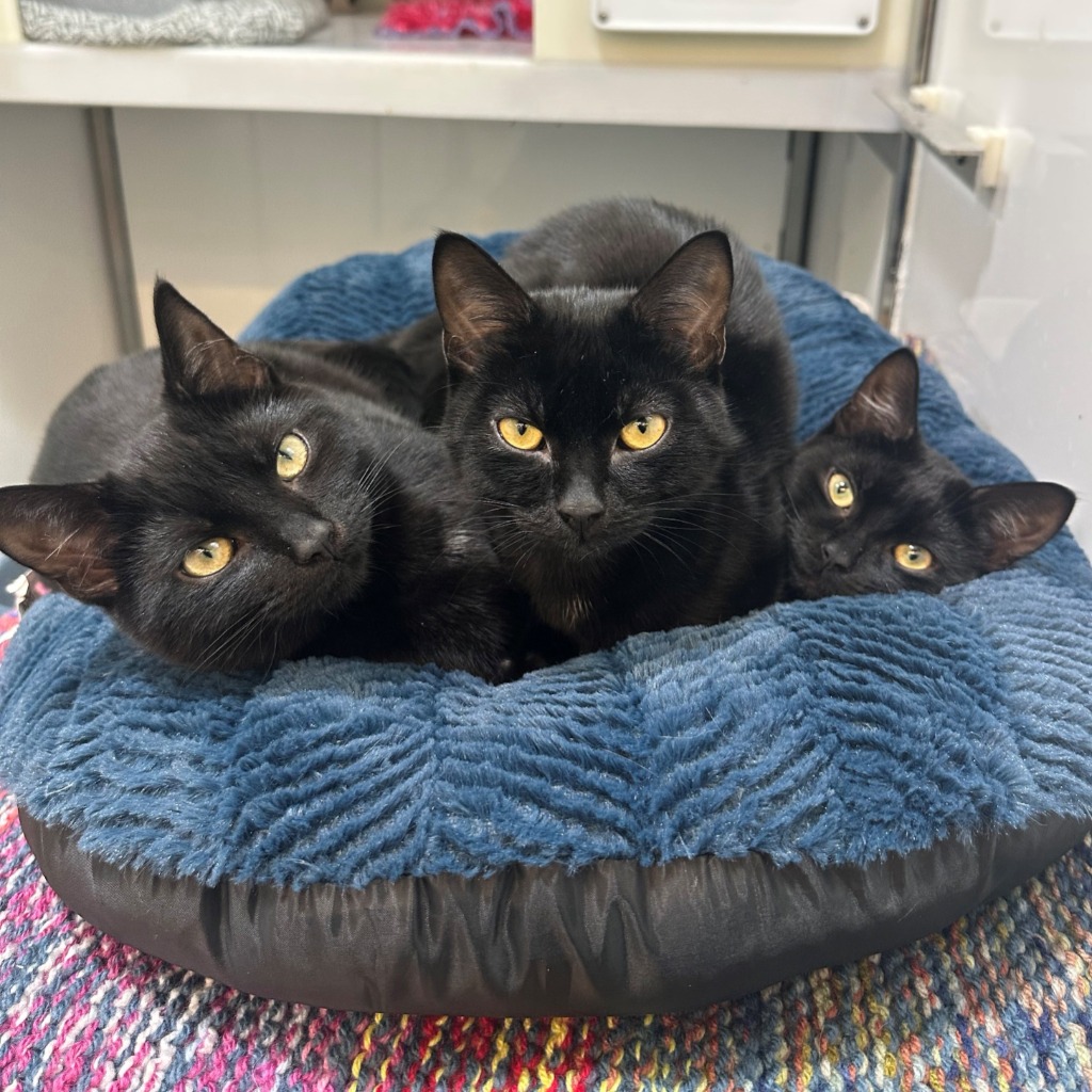 Just one week til our Furry Friends Open Day! 
Join us from 12pm - 3pm at our Animal Centre in #Halifax on Monday 6th May to meet our current residents looking for homes! 
We'll also have stalls, games and refreshments too - a great way to spend your #bankholidaymonday 😍