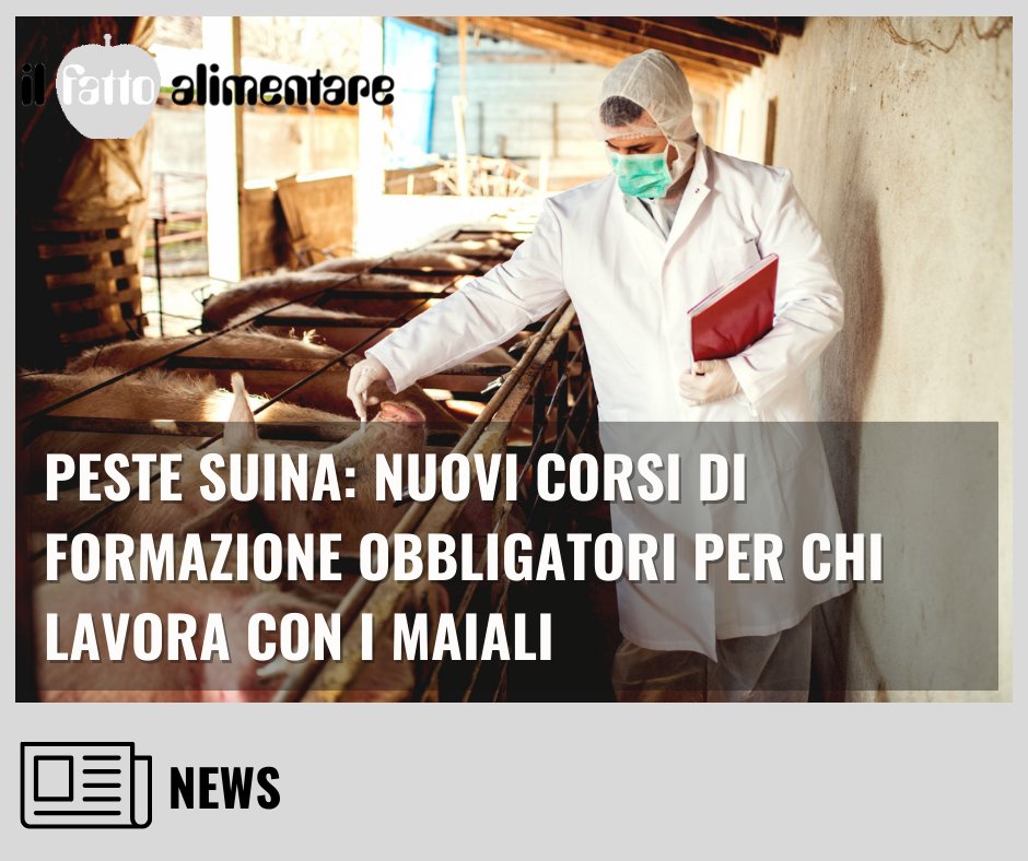 🐷#Pestesuina: un decreto del @MinisteroSalute impone corsi di formazione obbligatori per i professionisti che lavorano a contatto con i maiali
Leggi qui 👇
ilfattoalimentare.it/peste-suina-co…