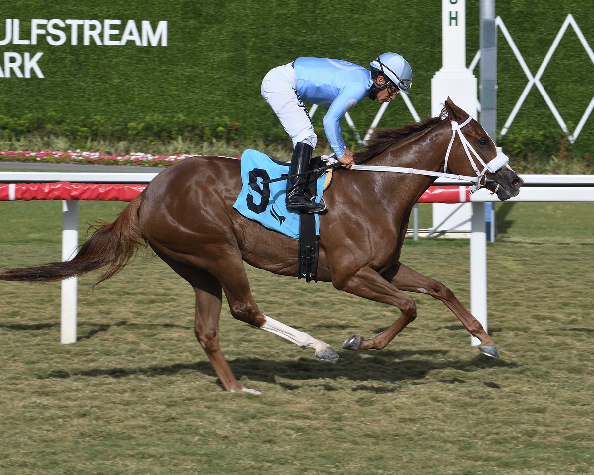 artilespascualf's tweet photo. #29Apr Beauty of the Sea (8-4 $164,610)
Jockey: Paco López
Trainer: Joseph Orseno
Owner: Ironhorse Racing Stable LLC
Golden Beach Handicap $75,000 • Turf
#GulfstreamPark Sunday, April 28, 2024 #RoyalPalmMeet
📸 @coglianesephoto / Lauren King / @RyanFromChicago https://t.co/Bt7vN2ZGpk