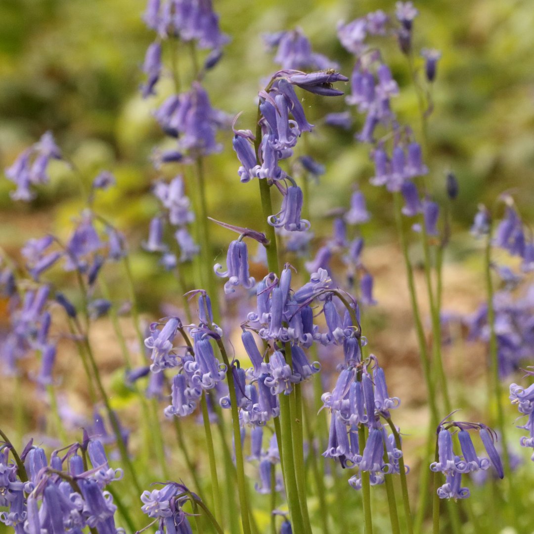 Have you spotted the fleeting beauty of Bluebells? They can be seen in various places on the Heath including Sandy Heath, South Meadow and the Heath Extension! 📸: Adrian, Heath Ecologist