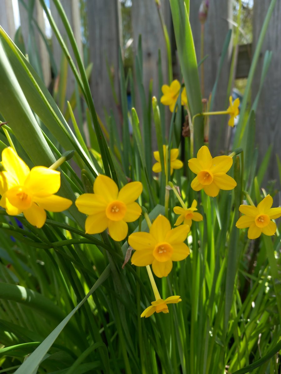 Mini Daff
@greateranglia #Ingatestone 
#FriendsofIngatestoneStation