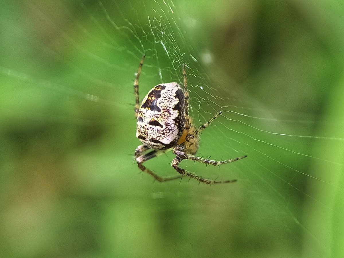 Zilla diodia in the garden this morning, full-grown & fettled.🕷💚🍃