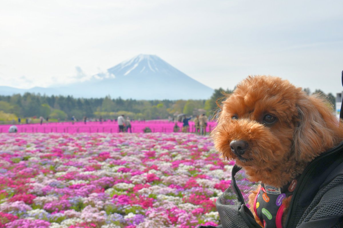 富士芝桜まつりに行ってきました💨
朝早く行ったから富士山見えたけどものすごく逆光だったのでおうちに帰ってＰＣで明るさを足してからのアップになりました😅