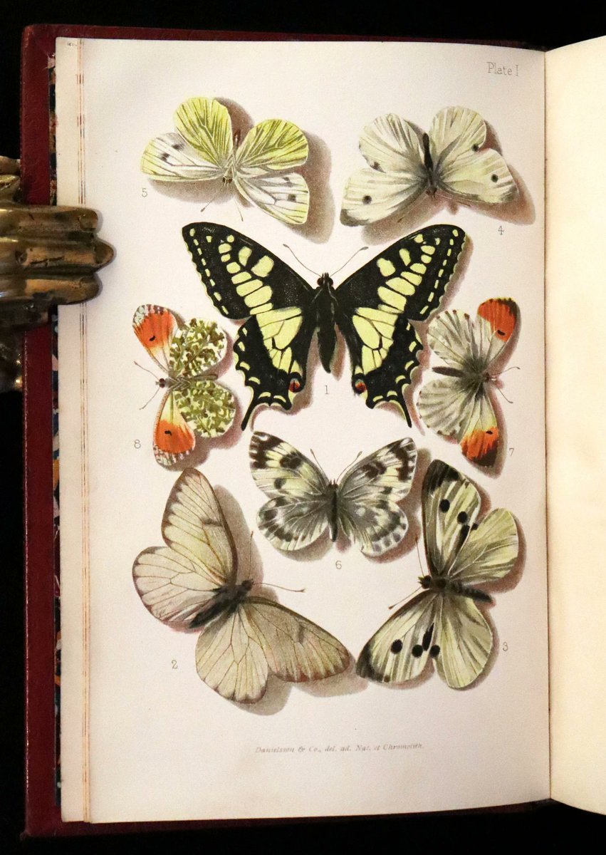 Explore 'Butterflies and Moths of Britain' by William Samuel Furneaux (1894 Rare First Edition). mflibra.com/products/1894-… Witness the beauty of these delicate creatures as each illustration brings their world to life. #BookWithASoul #MFLIBRA #OwnAPieceOfHistory #RareBooks