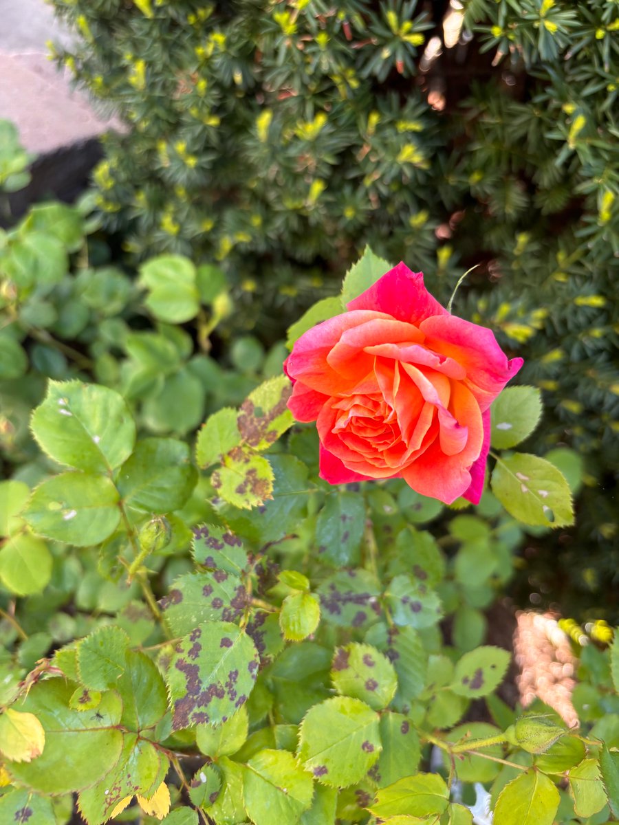 First bloom from my rose bush. 🌹#happymonday