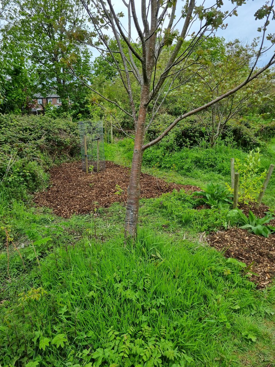 A busy session at #KingdomForestGarden #Stirchley this morning... and the promised fruit cake arrived for our break! Beds weeded and mulched, paths cleared, litter cleared... #STCommunityFund Next session... 13th May.