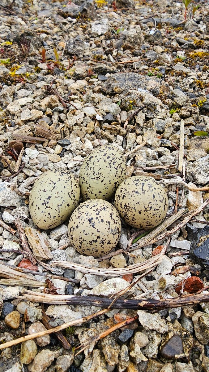 #OysterCatcher nests from yesterday morning. Co Durham.