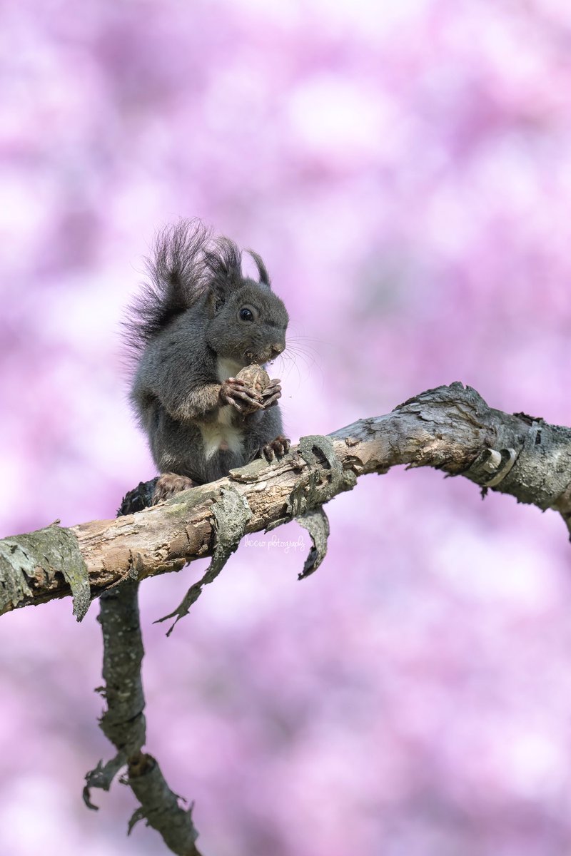 桜とエゾリス
今年も撮れました🌸