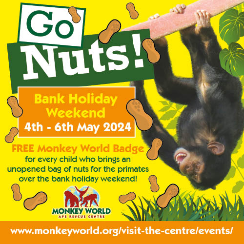 Help us help them this bank holiday by Going Nuts! We need to fill up our stores, & nuts are a fantastic feed for our primates! So every child who donates an unopened, in-date bag of nuts will get a badge from Sat- Mon! NB- unsalted nuts are preferable for our primates' health!