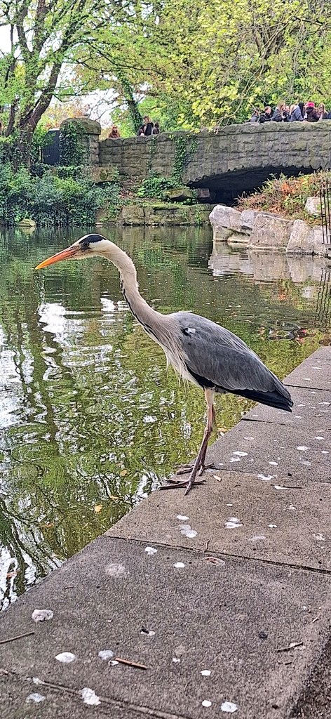 Good afternoon, Dublin @VisitDublin @PhotosOfDublin @StormHour @ThePhotoHour @LovinDublin Stephens green